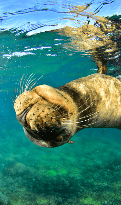 Sea Lion & Espíritu Santo Island Day Tour 4