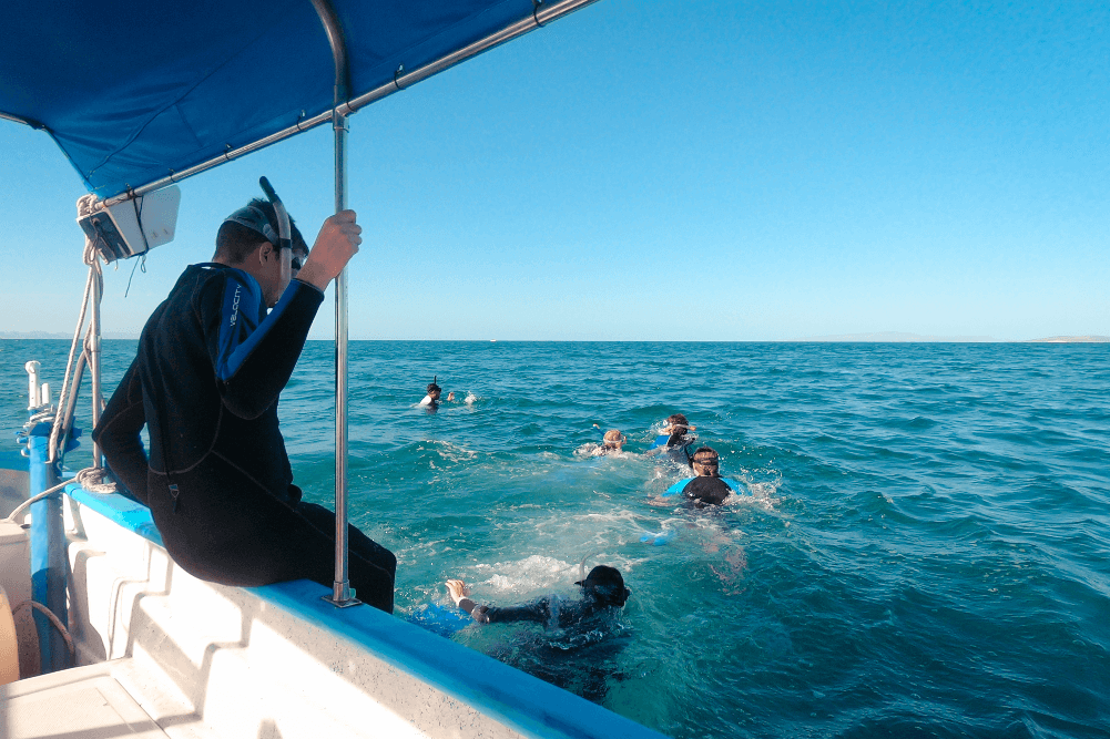 Whale shark tour 3