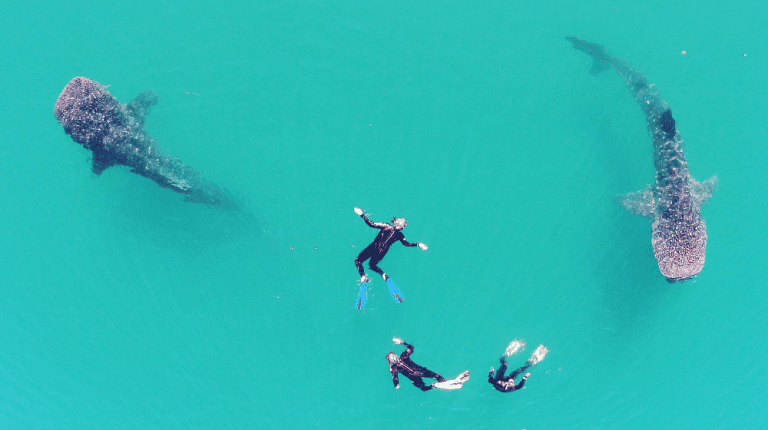 Whale shark tour