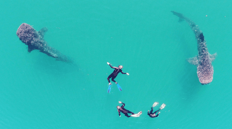 Whale shark tour