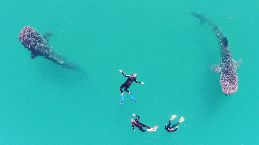 Whale shark tour